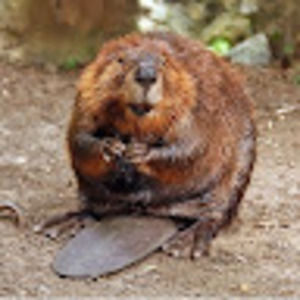 Meet your Posher, Harry